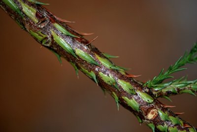 Sequoiadendron giganteum - sekvojovec obrovský - větev